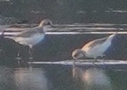 Greater Sand-Plover - ML646290020