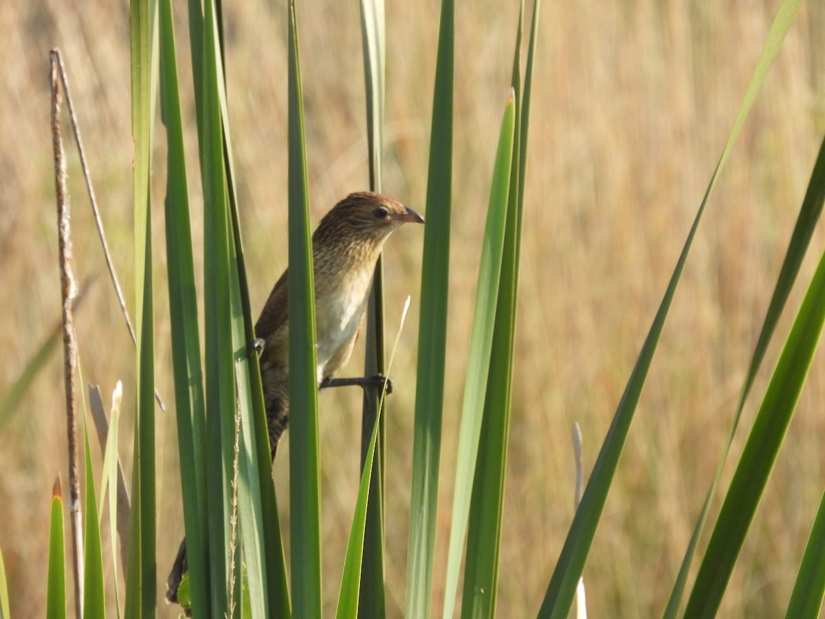 Lesser Coucal - ML646290022