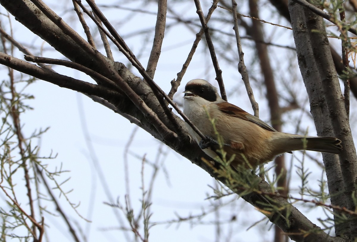 Eurasian Penduline-Tit - ML646290024