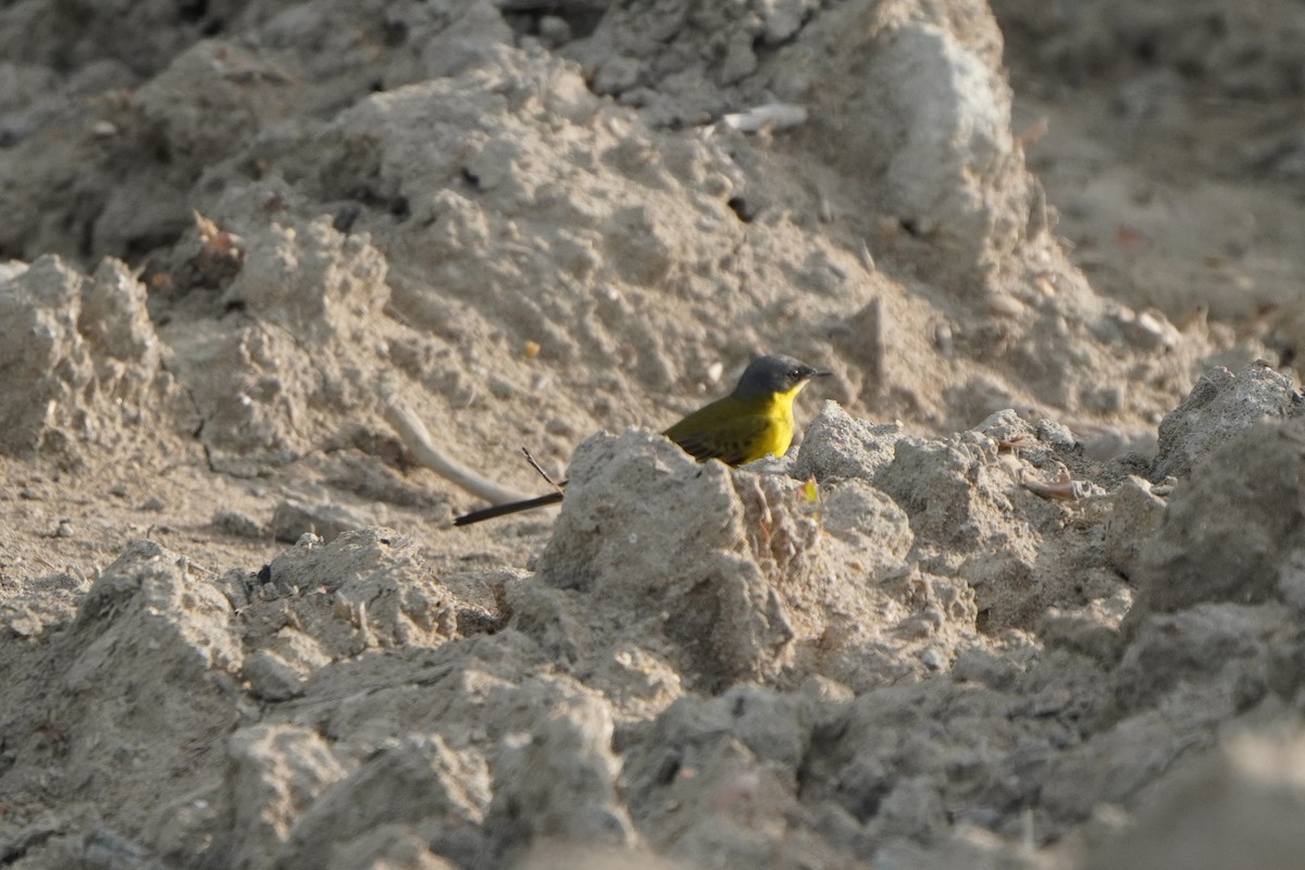Western Yellow Wagtail - ML646290026