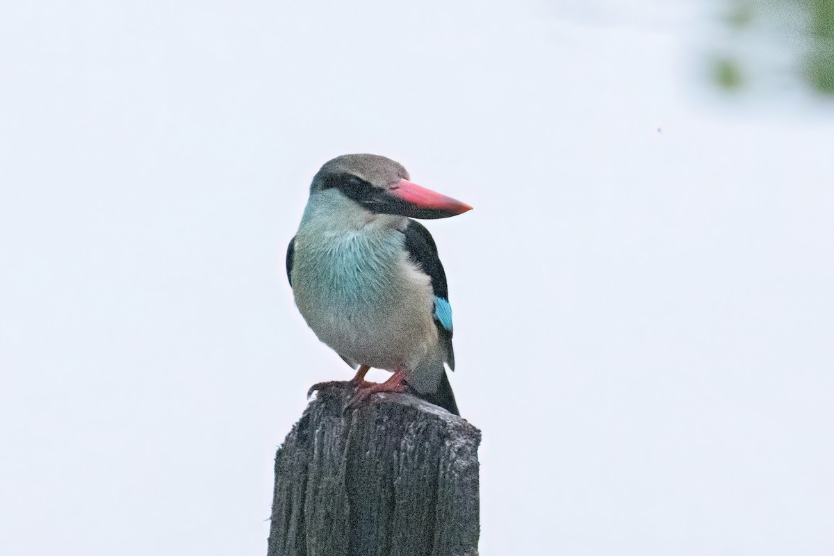 Blue-breasted Kingfisher - ML646290027