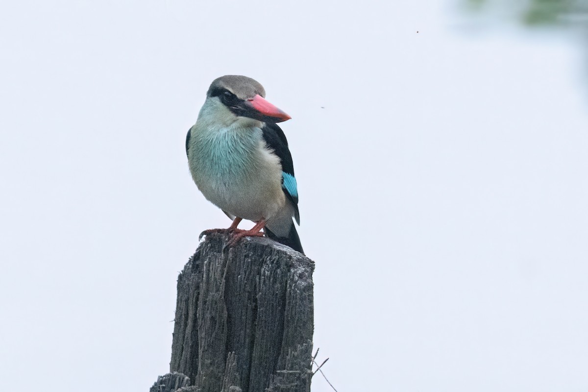 Blue-breasted Kingfisher - ML646290028