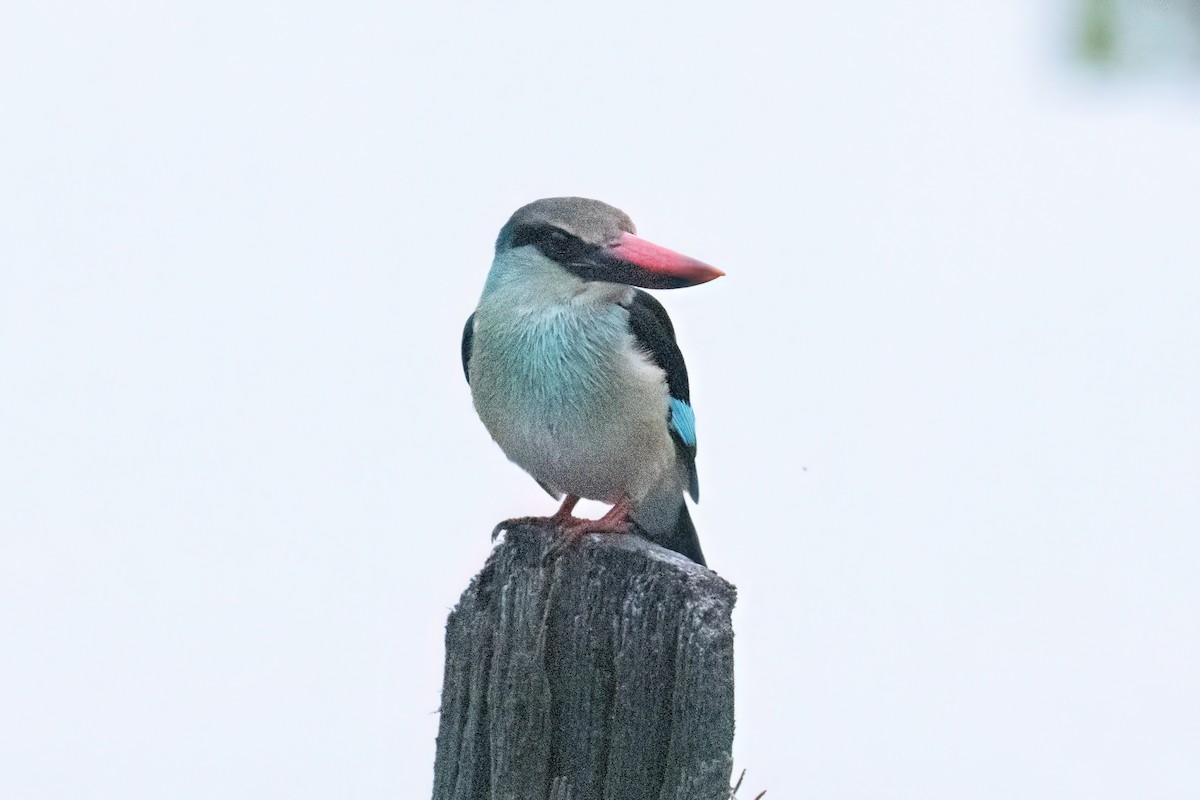 Blue-breasted Kingfisher - ML646290029
