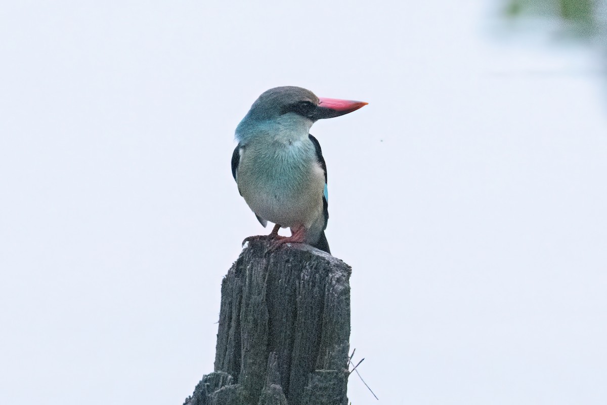 Blue-breasted Kingfisher - ML646290030