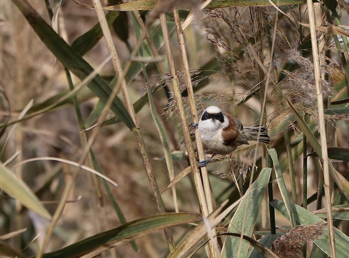 Eurasian Penduline-Tit - ML646290032