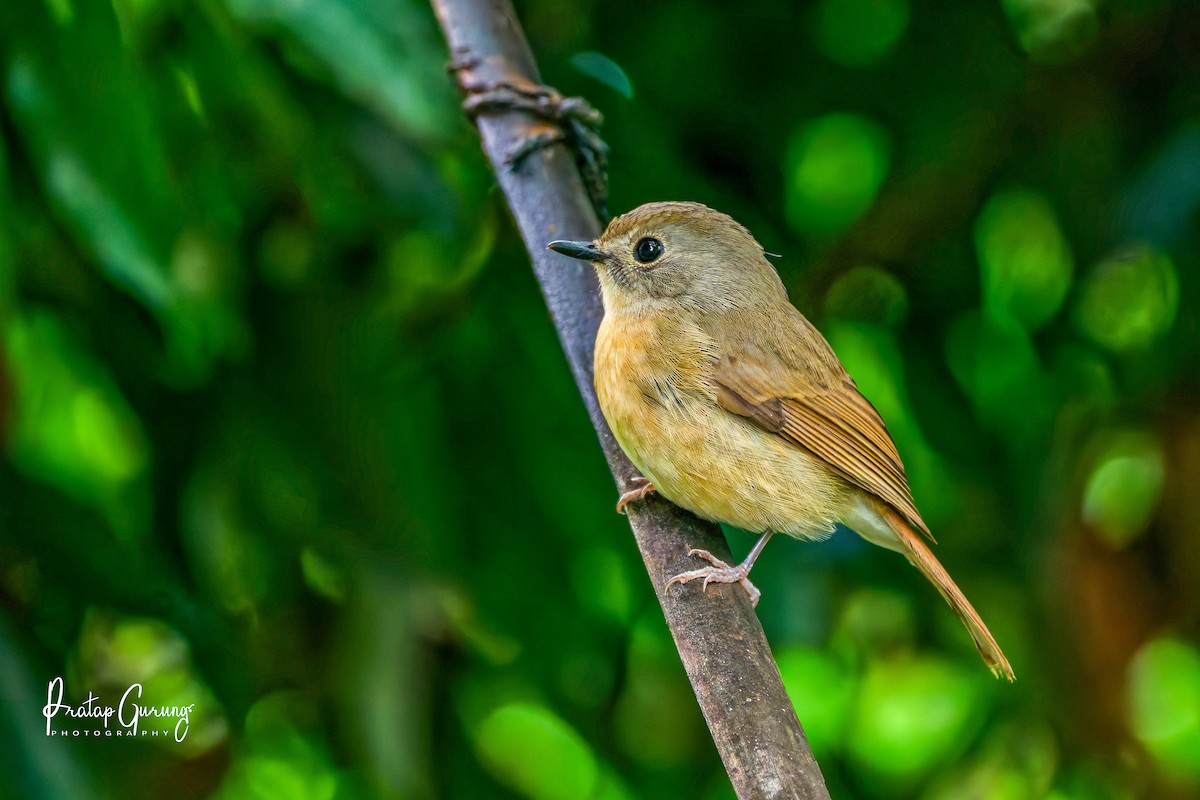 Pale-chinned Flycatcher - ML646290033