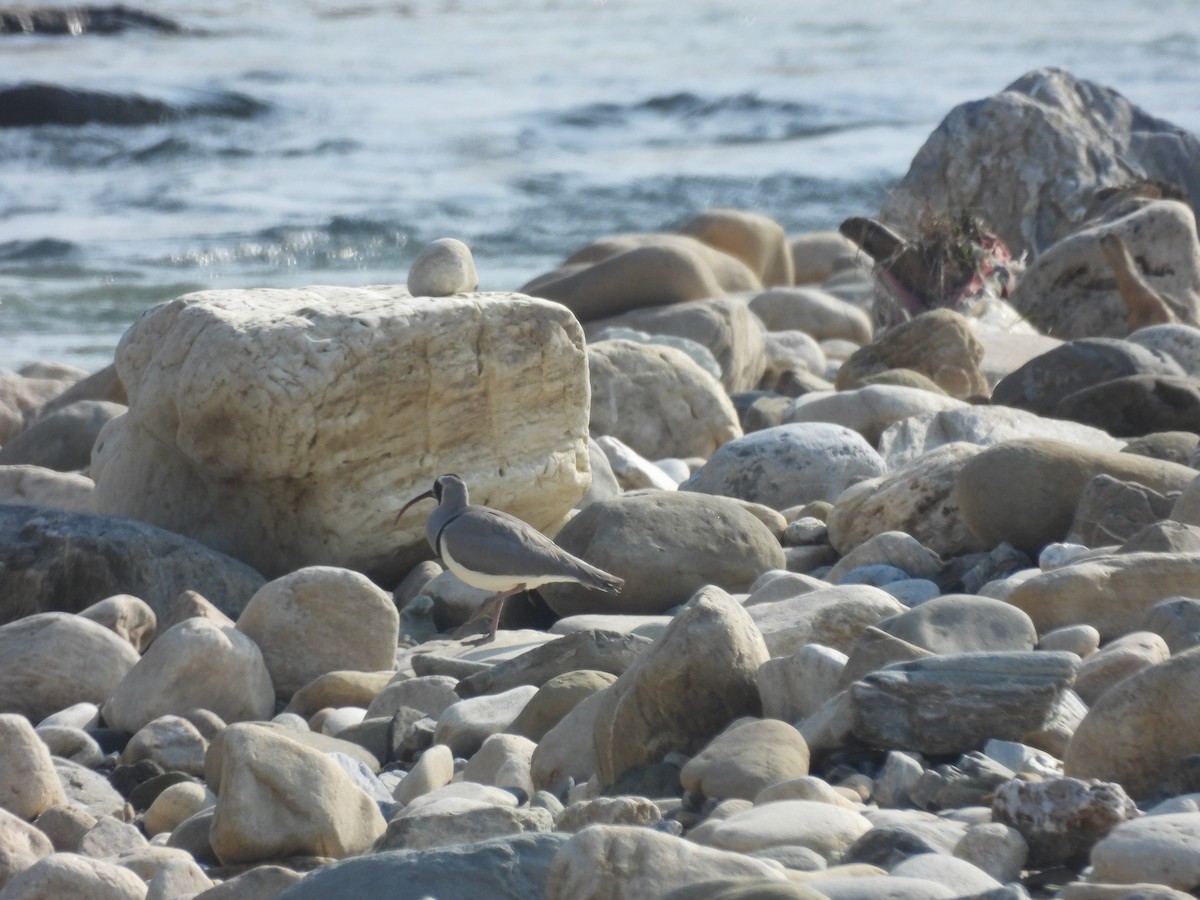 Ibisbill - ML646290034