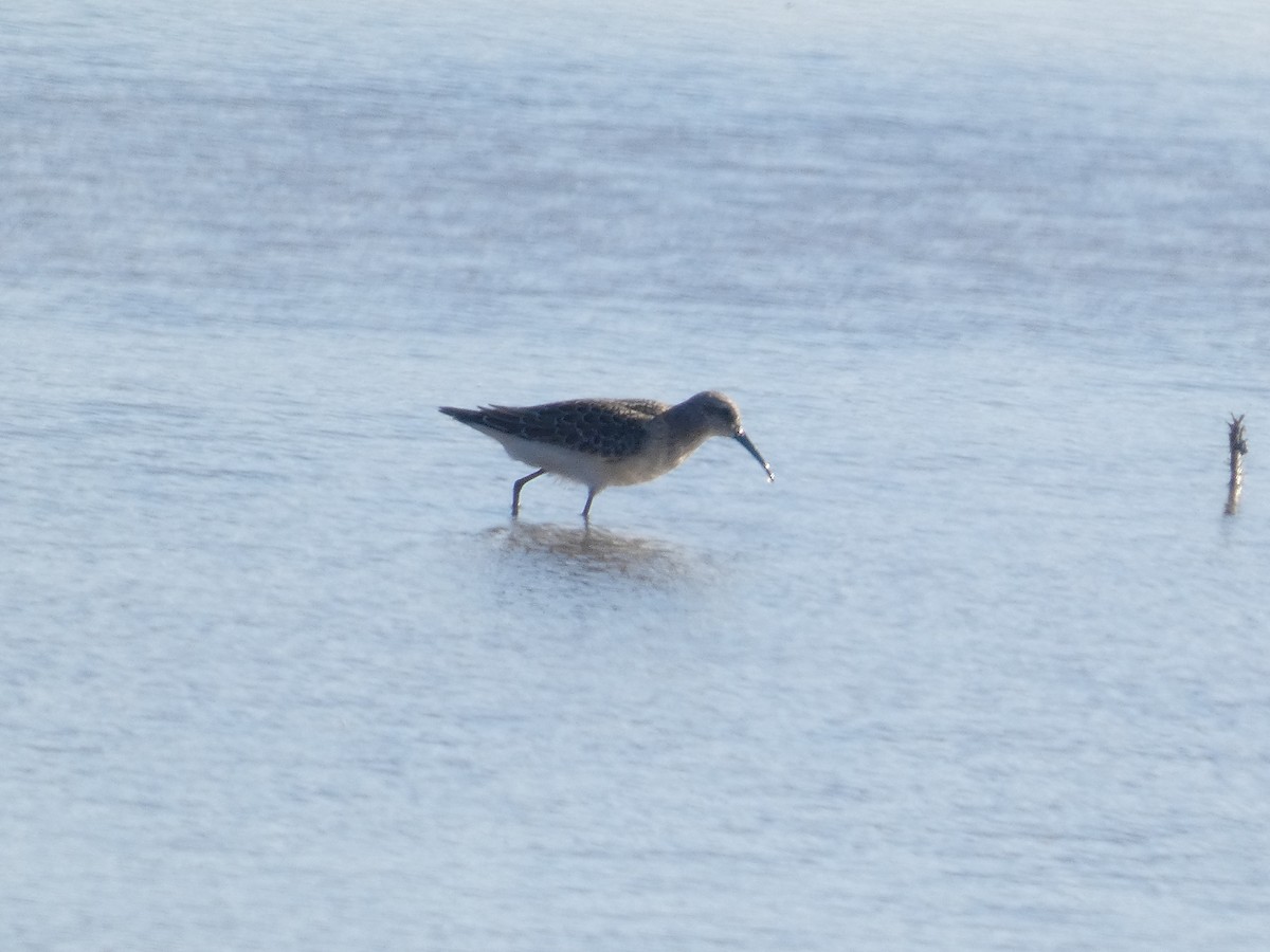 Curlew Sandpiper - ML646290037