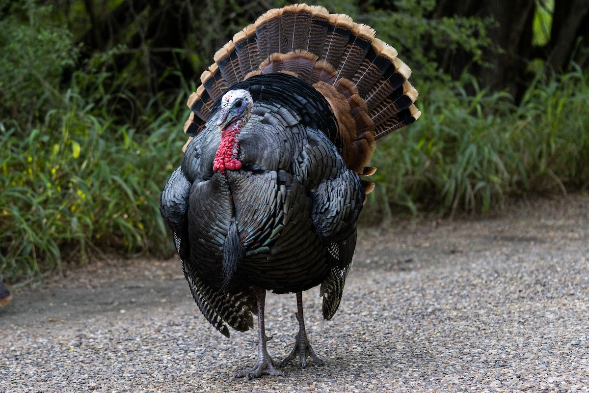 Wild Turkey - ML646290038