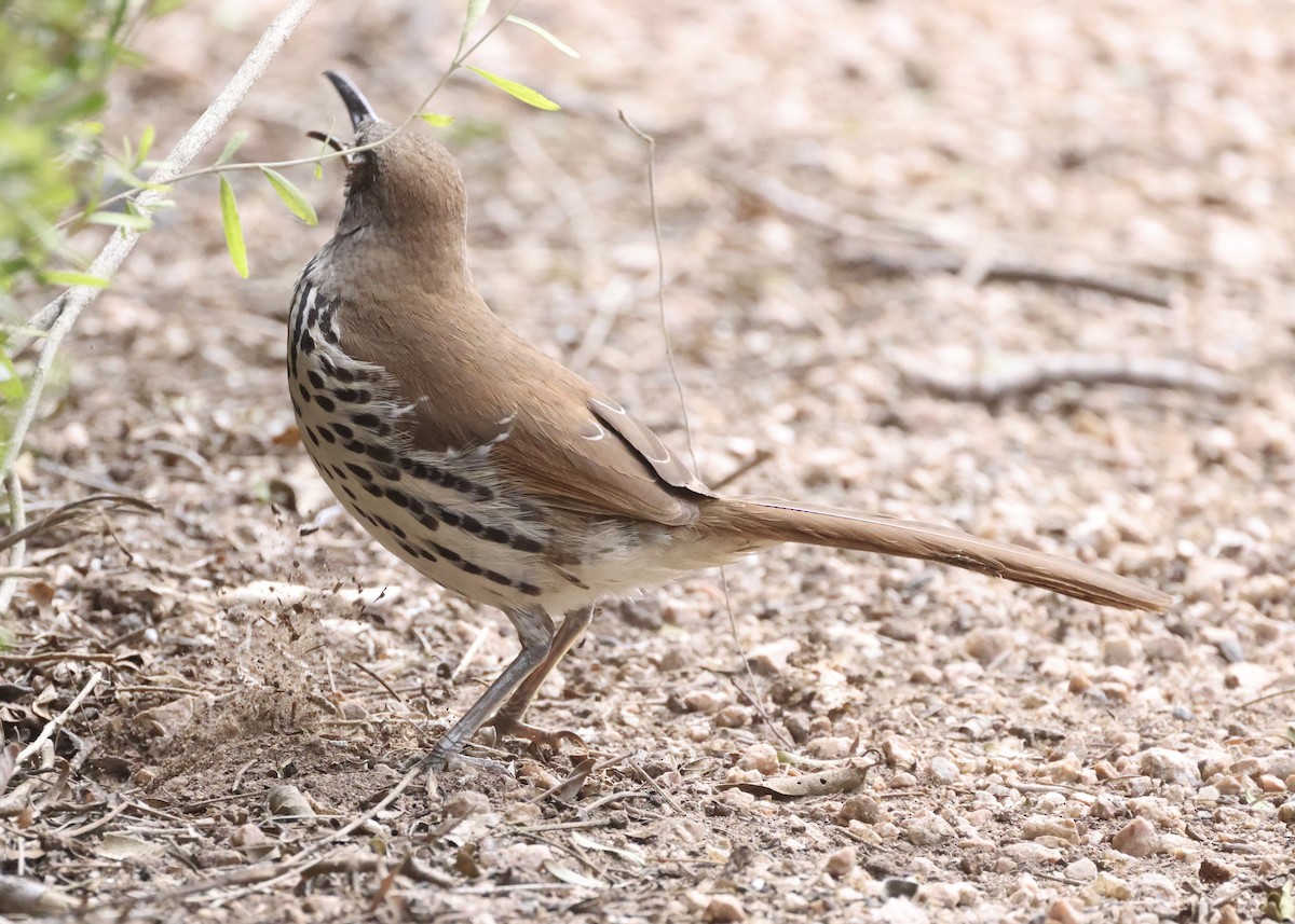 Long-billed Thrasher - ML646290040