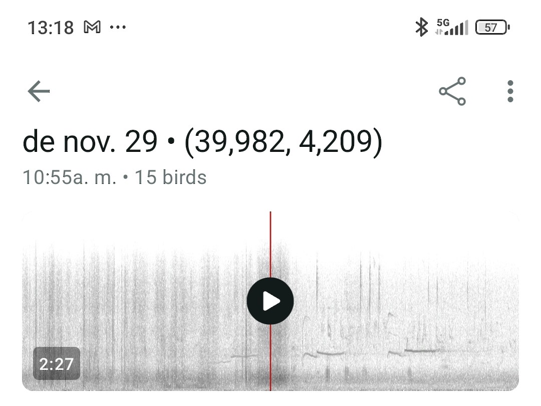 Black-bellied Plover - ML646290042