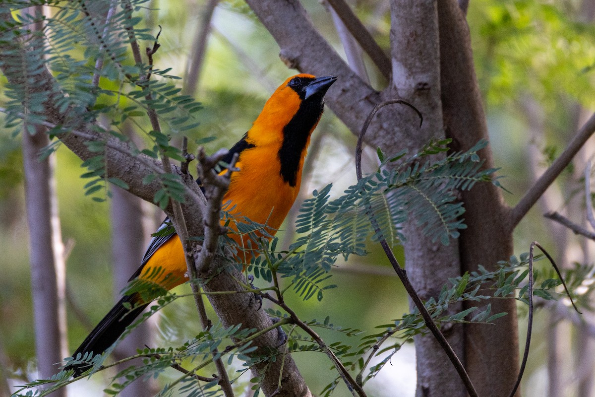 Altamira Oriole - ML646290043
