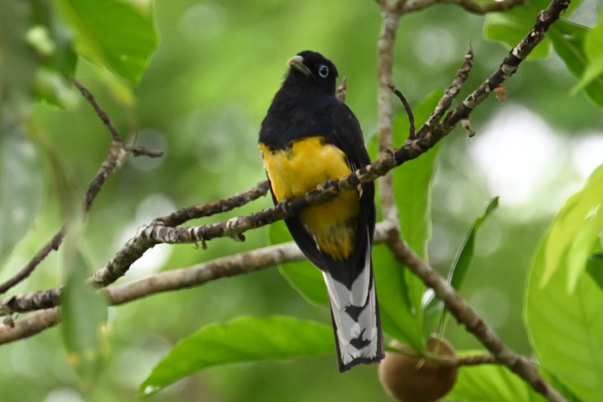 Green-backed Trogon - ML646290044