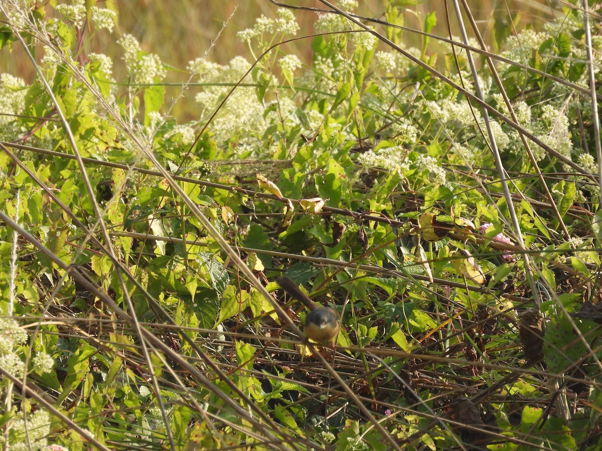 Ashy Prinia - ML646290045