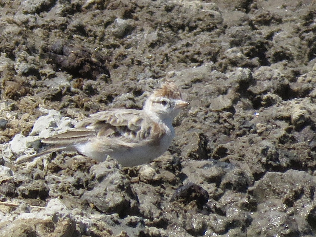 アフリカヒメコウテンシ - ML646290047