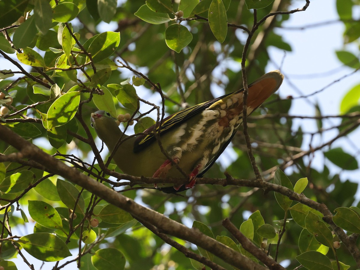 tykknebbgrønndue - ML646290048