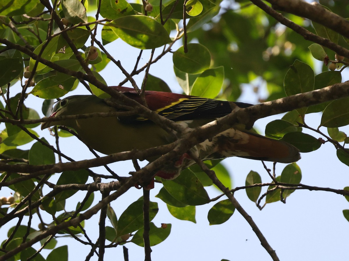 tykknebbgrønndue - ML646290049