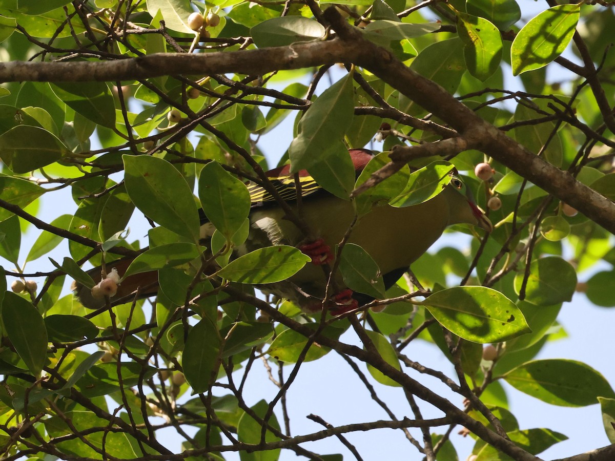 tykknebbgrønndue - ML646290050