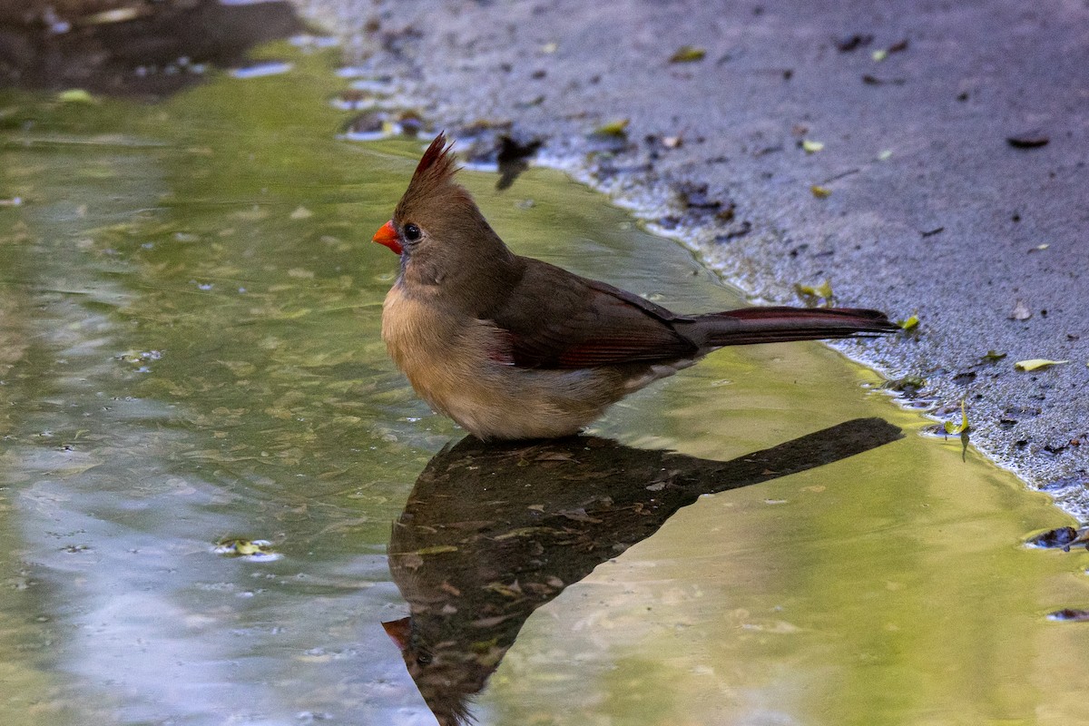 Northern Cardinal - ML646290051