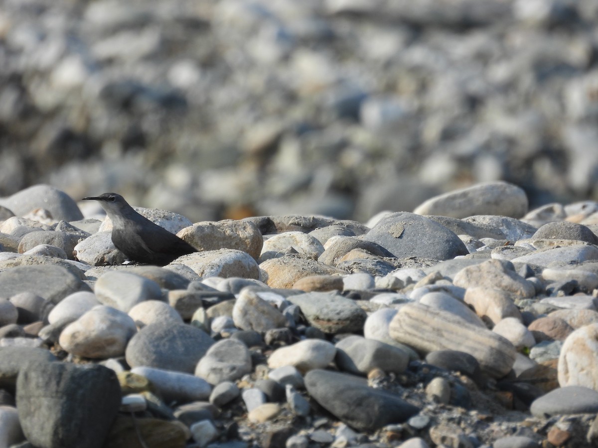 Wallcreeper - ML646290053