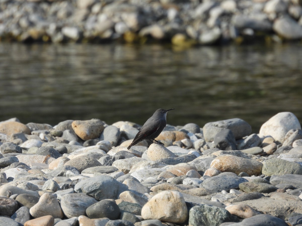 Wallcreeper - ML646290054