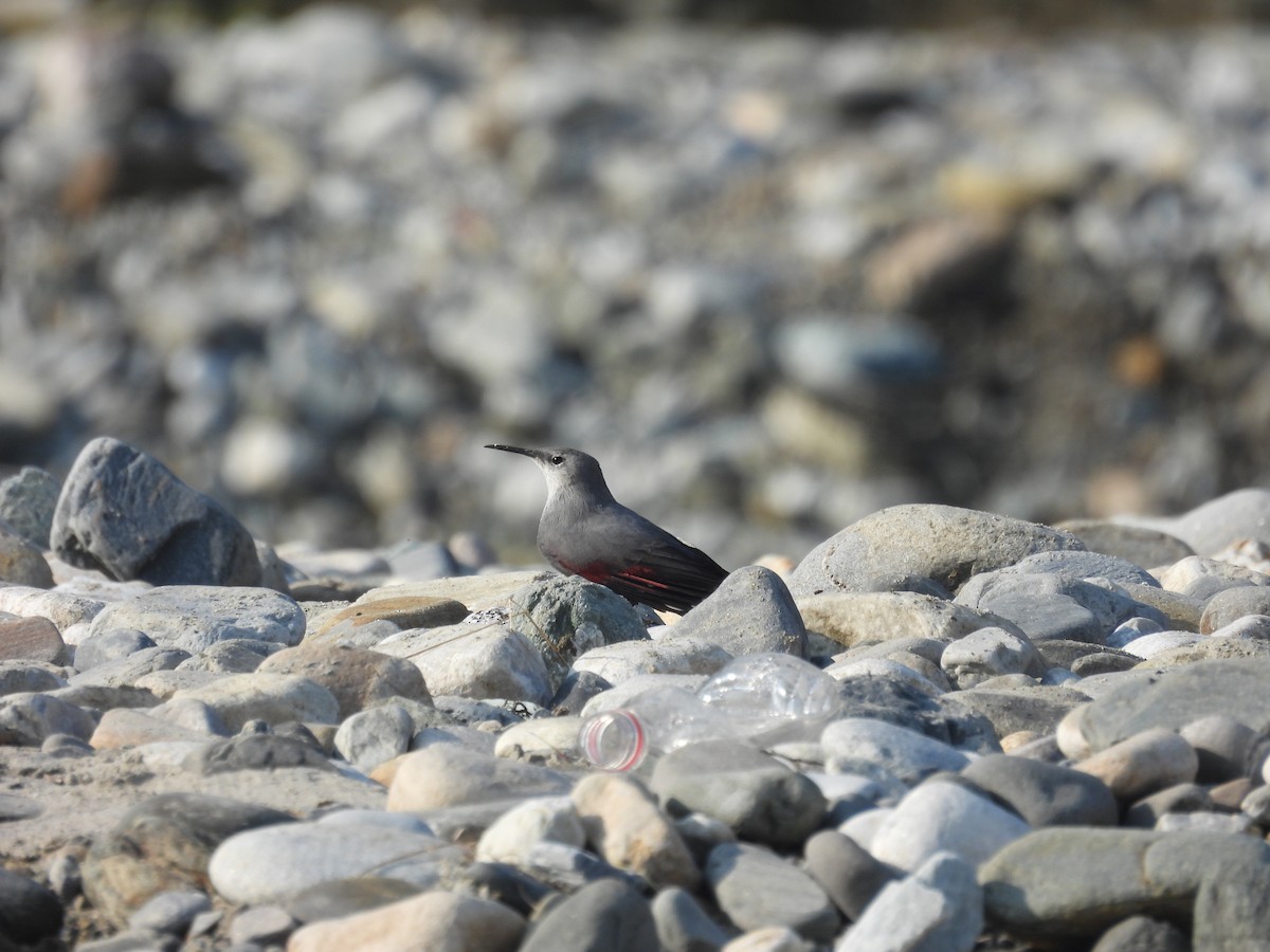 Wallcreeper - ML646290055
