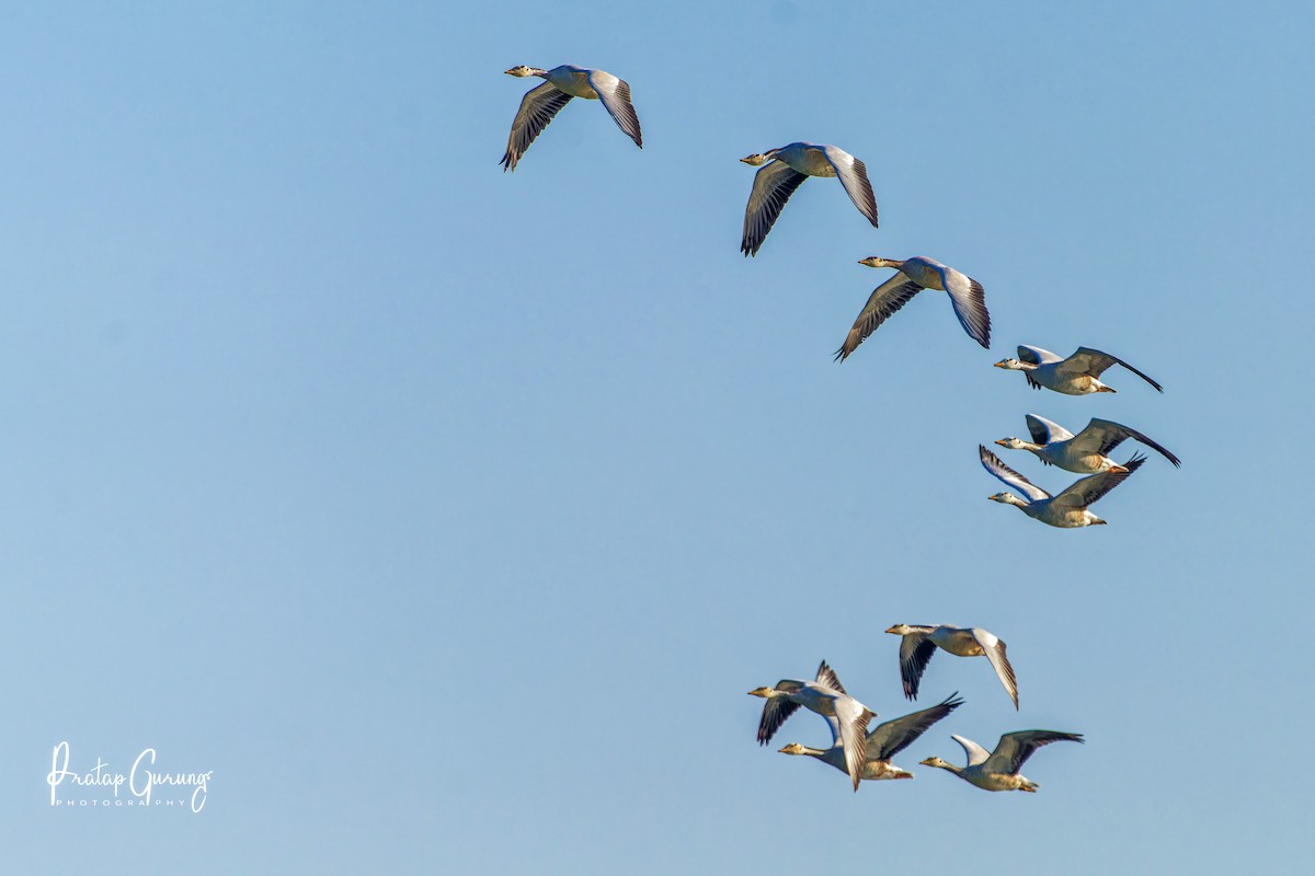 Гуска гірська - ML646290056