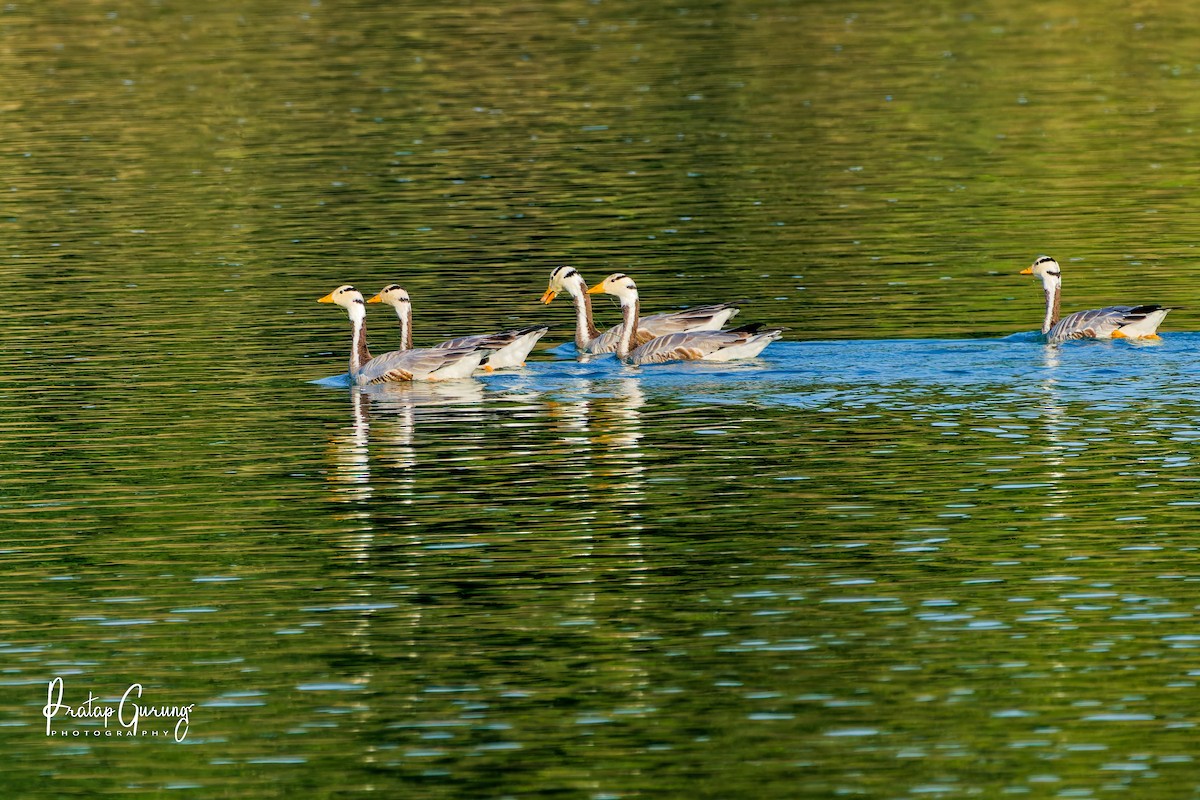 Гуска гірська - ML646290057