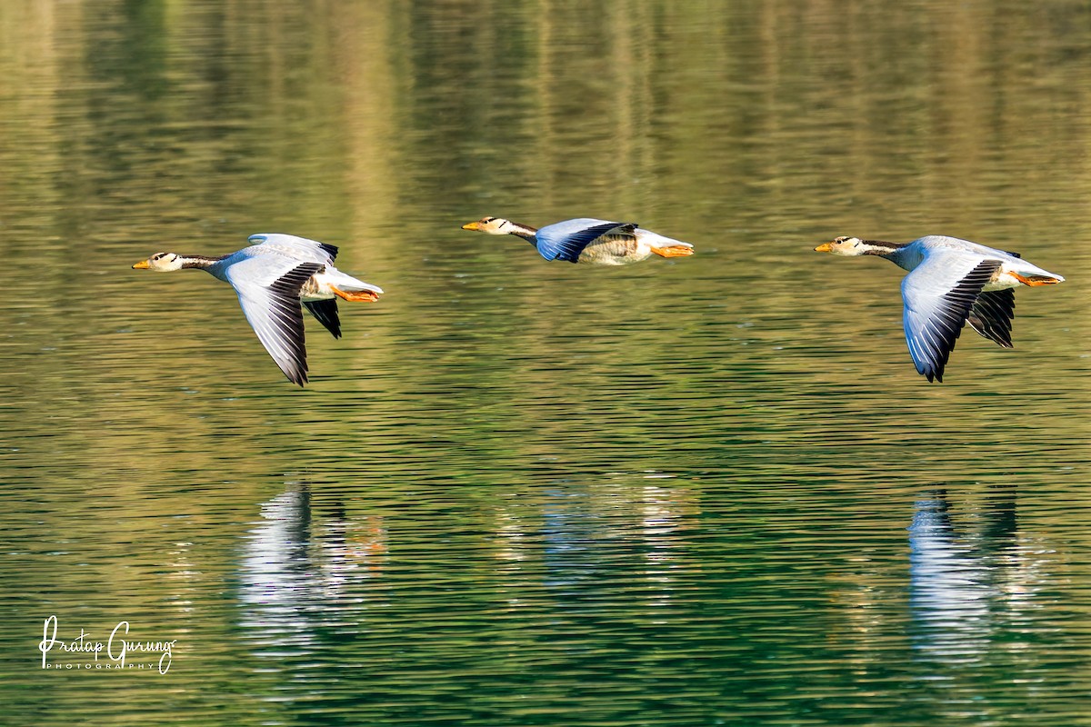 Гуска гірська - ML646290058