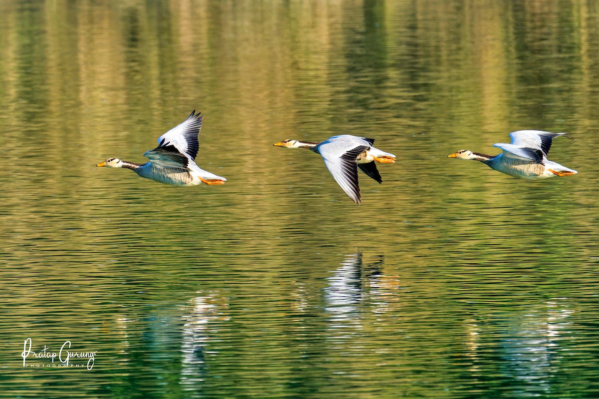 Гуска гірська - ML646290059