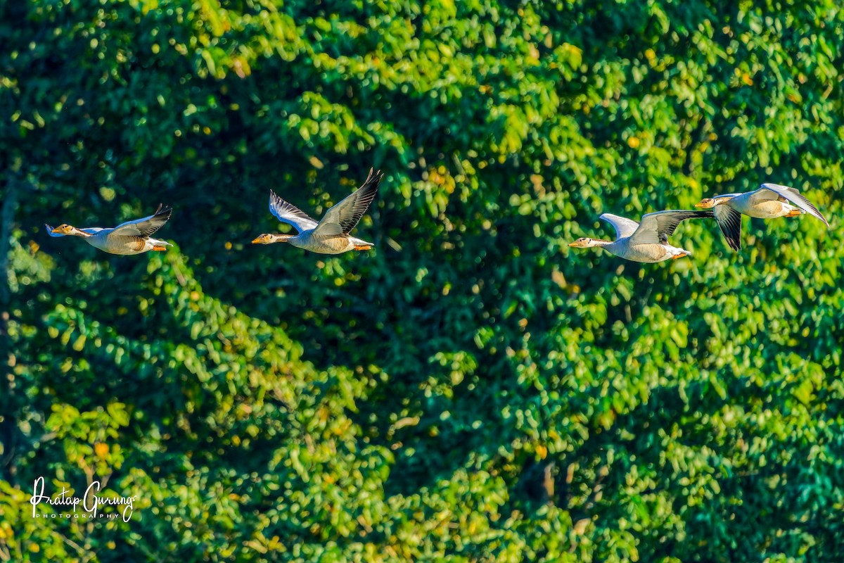 Гуска гірська - ML646290060