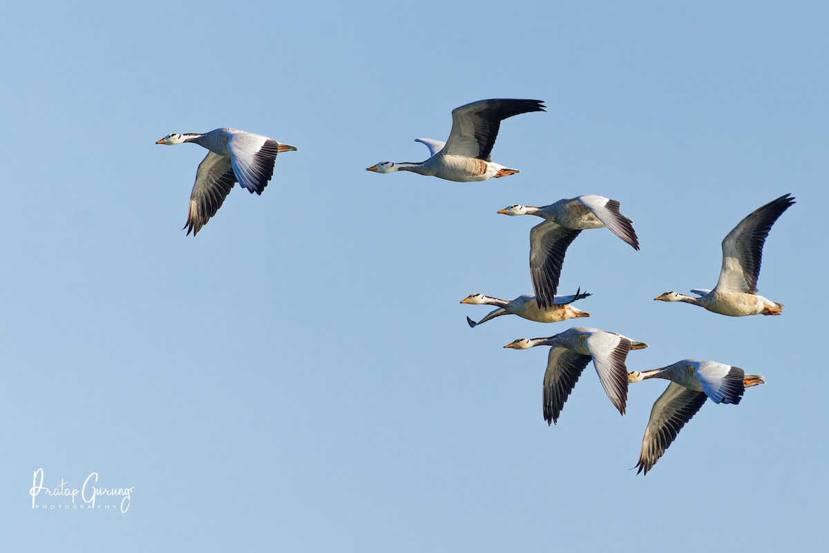 Гуска гірська - ML646290061