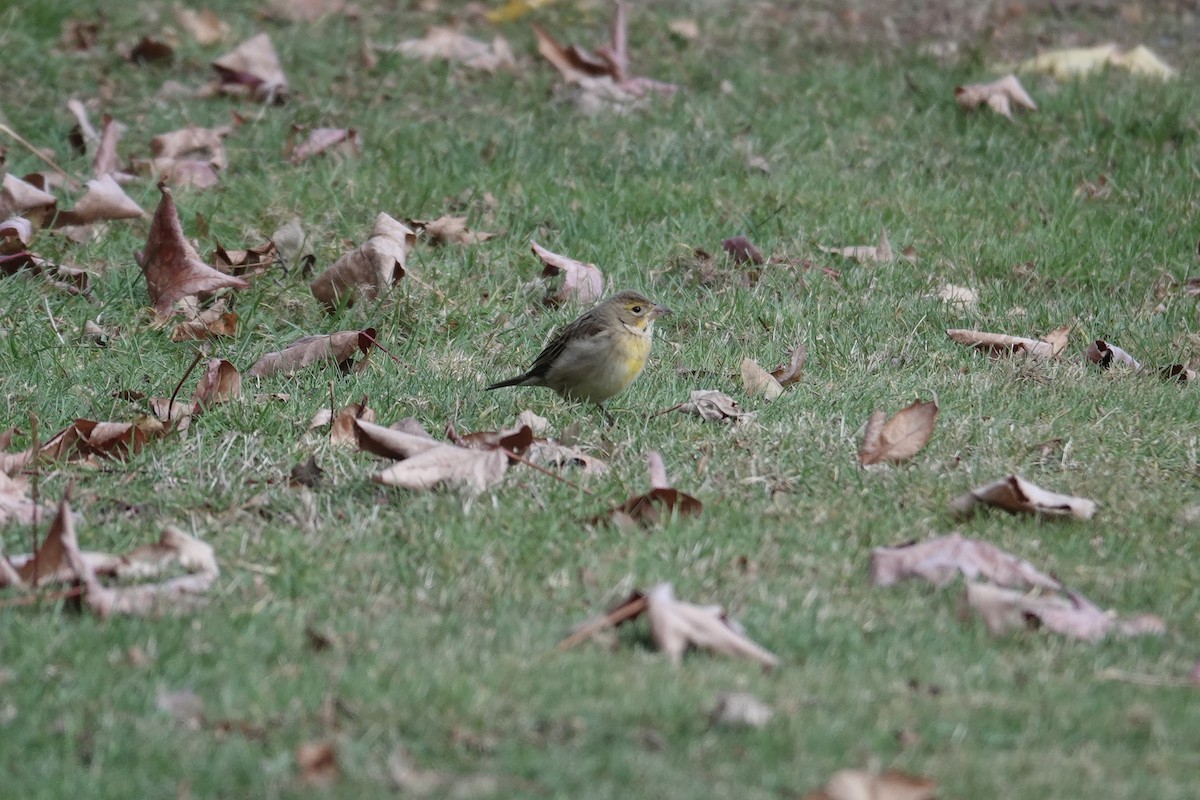 Dickcissel - ML646290062