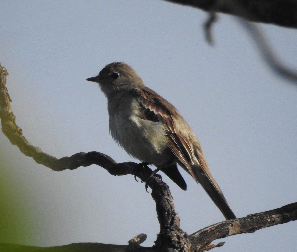 Lesser Elaenia - ML646290066