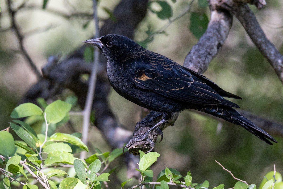 Red-winged Blackbird - ML646290067