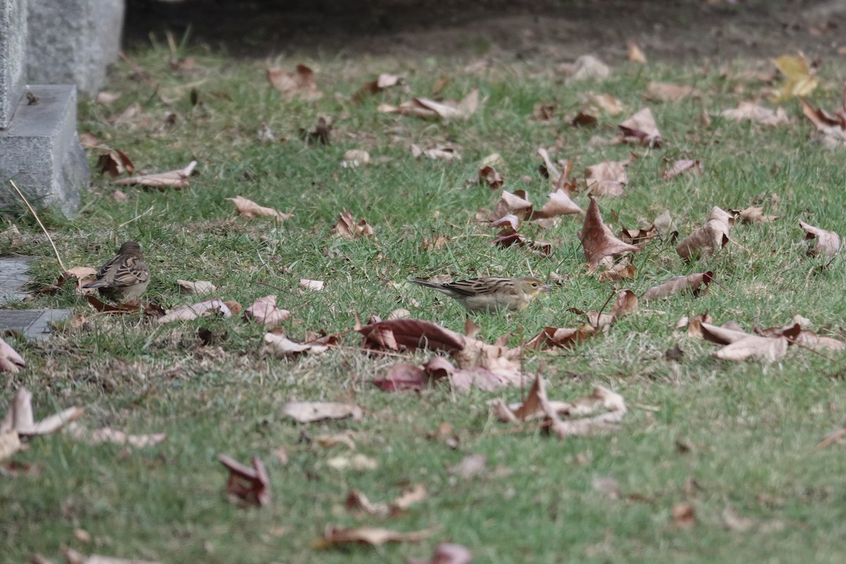 Dickcissel - ML646290068