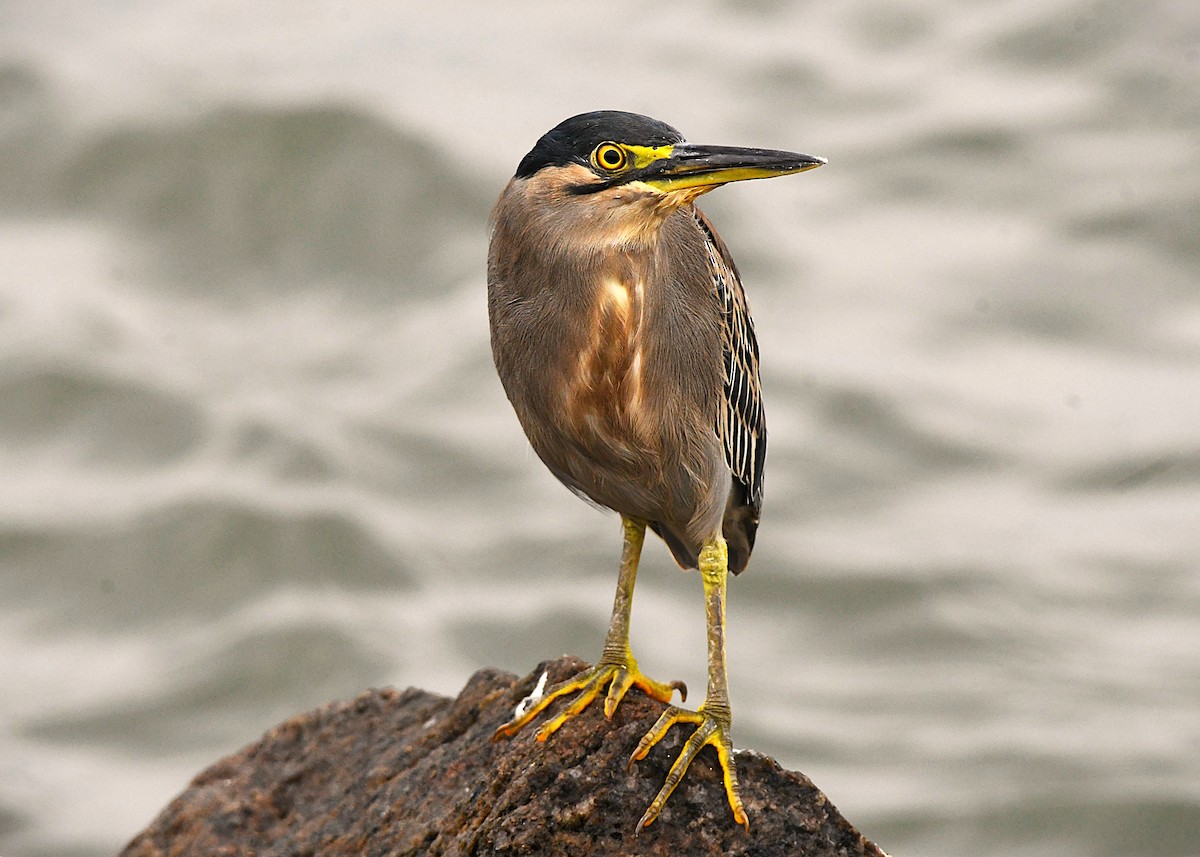 Little Heron - ML646290069