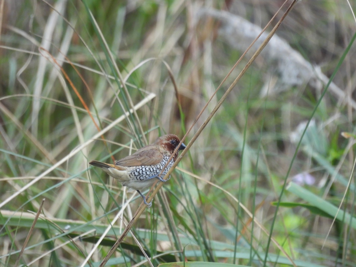 Scaly-breasted Munia - ML646290072