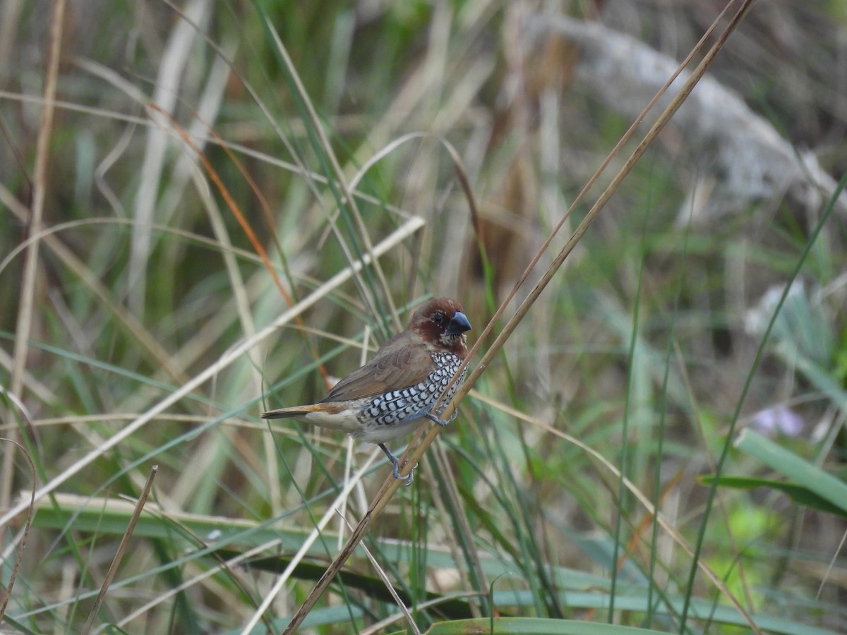 Scaly-breasted Munia - ML646290073
