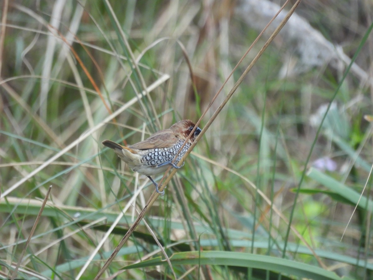 Scaly-breasted Munia - ML646290074