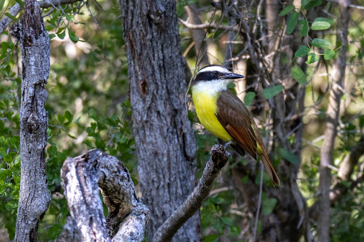 Great Kiskadee - ML646290079