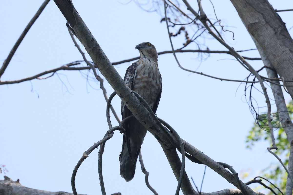 Jerdon's Baza - ML646290080