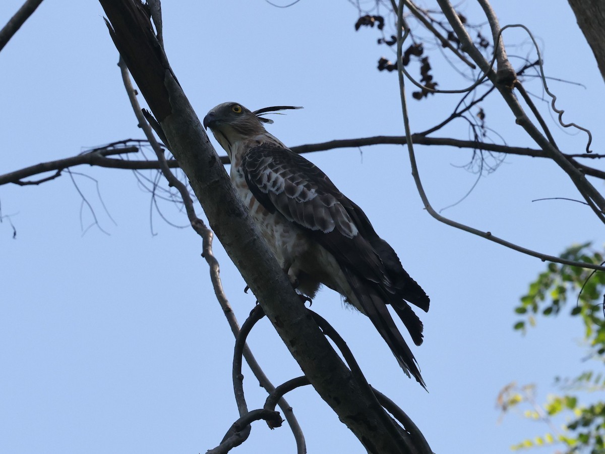 Jerdon's Baza - ML646290081