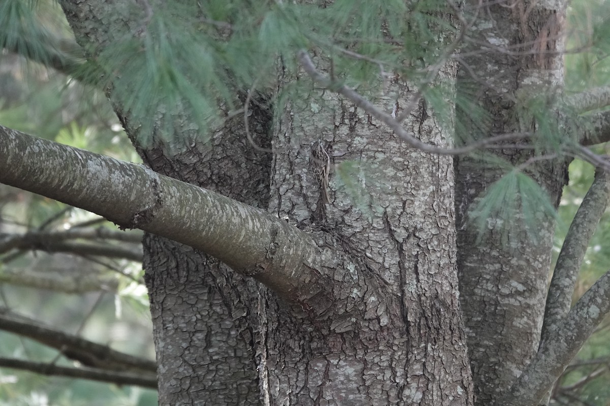 Brown Creeper - ML646290082
