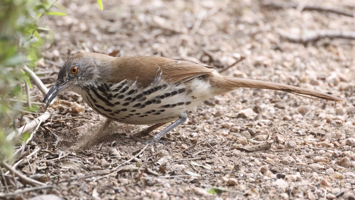 Long-billed Thrasher - ML646290083