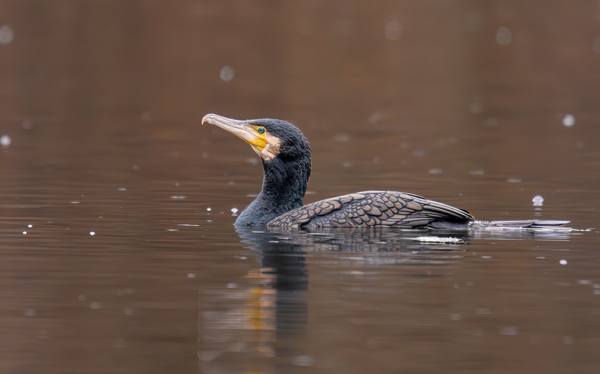 Great Cormorant - ML646290086