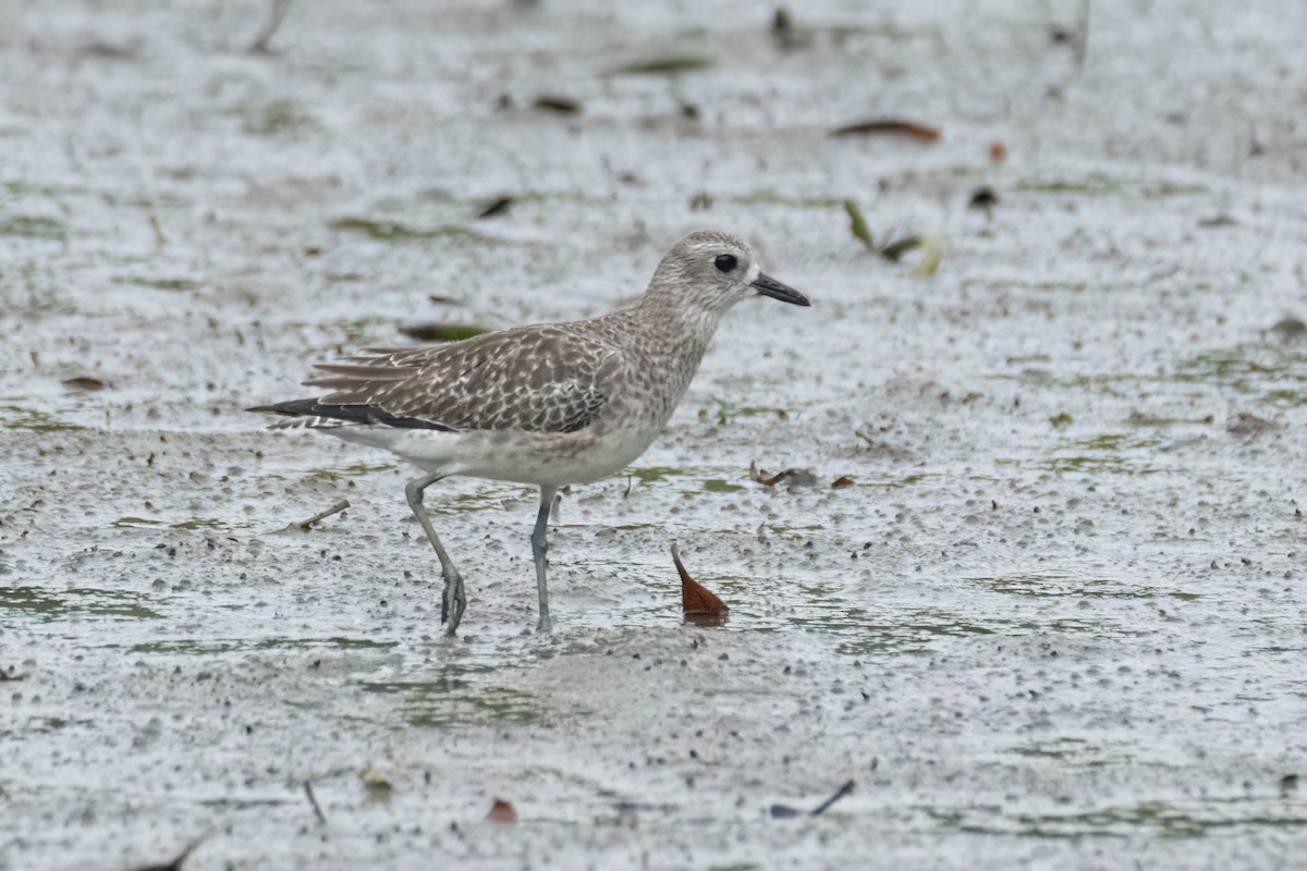 Chorlito Gris - ML646290090