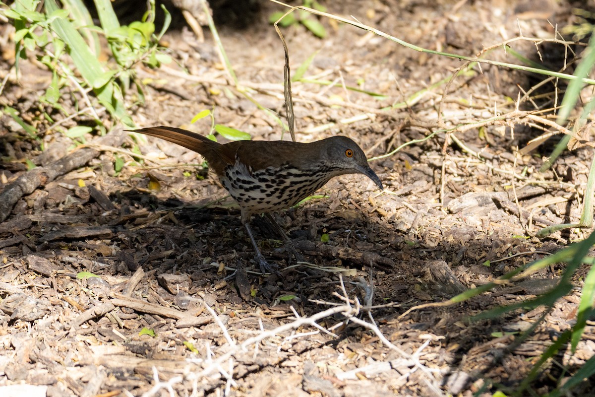 Long-billed Thrasher - ML646290091