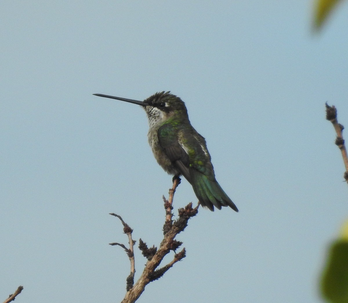 Stripe-breasted Starthroat - ML646290096