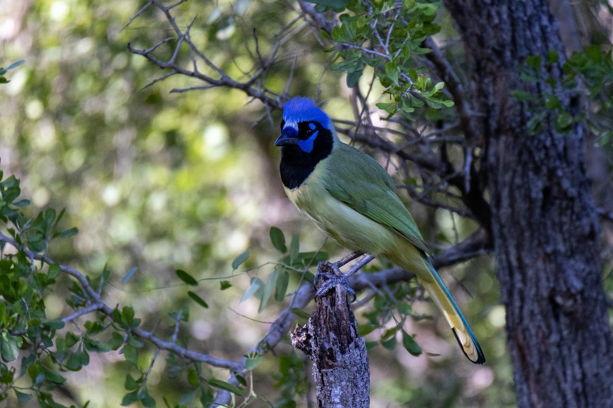 Green Jay - ML646290100